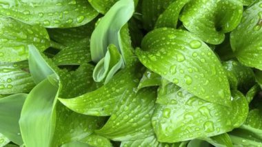 Islak yapraklı, yağmurlu havalarda ekilmiş ev sahipleri.