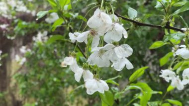 Yağmurlu havada ıslak çiçekli kiraz ağacı dalı