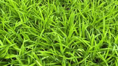 Geniş yapraklı çimenler su damlalarıyla kaplı.