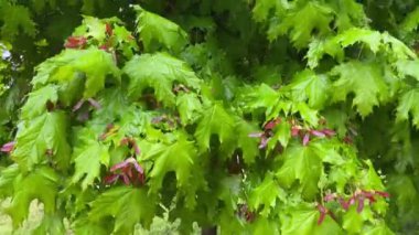 Bir yağmur sırasında olgunlaşmamış kanatlı tohumlarla akçaağaç dalları