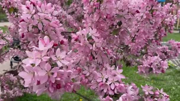 Zweige Eines Krabbenbaums Mit Rosa Blüten Bei Bewölktem Wetter — Stockvideo