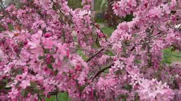 Μικρή Μηλιά Ροζ Λουλούδια Συννεφιασμένο Αέρα — Αρχείο Βίντεο