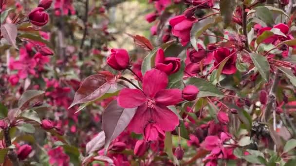 Gałęzie Jabłoni Czerwonymi Kwiatami Pochmurną Pogodę — Wideo stockowe