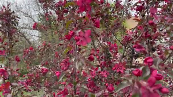 Kleiner Krabbenbaum Mit Roten Blüten Bei Bewölktem Windigem Wetter — Stockvideo
