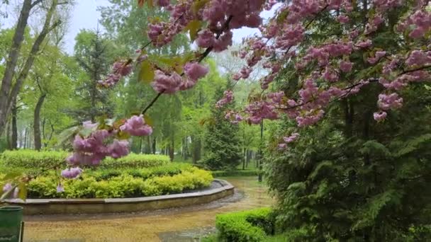 Ветви Цветущей Сакуры Цветут Парке Время Дождя — стоковое видео