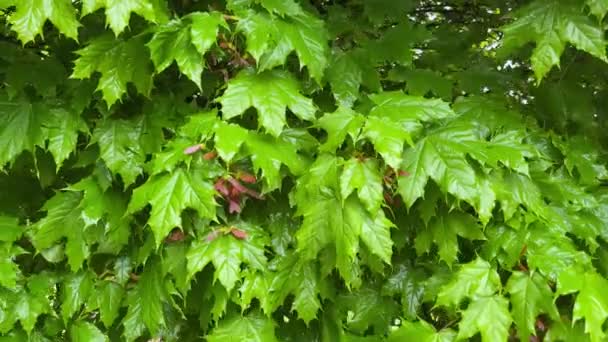 雨の中 未熟な翼の種子を有するメープルの枝 — ストック動画