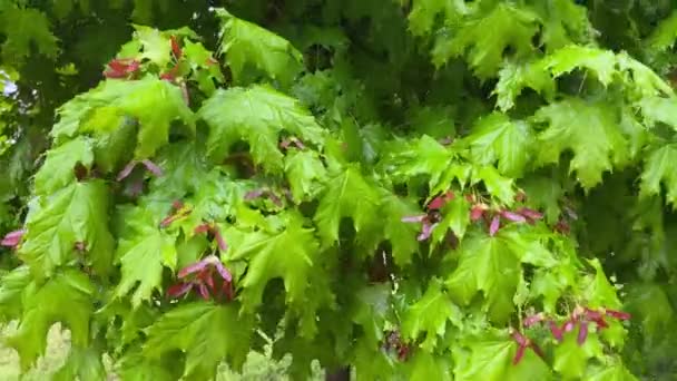Javorové Větve Nezralými Okřídlenými Semínky Během Deště — Stock video