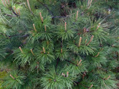 Branches of the ornamental white pine with young shoots in park in spring overcast day, fragment close-up in selective focus   clipart