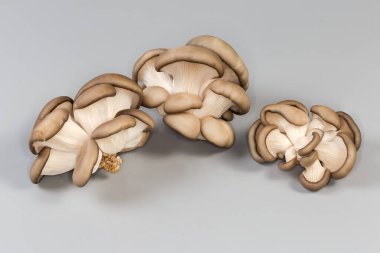 Gri arka planda yeni ekilmiş çiğ istiridye mantarlarından birkaç küçük küme.