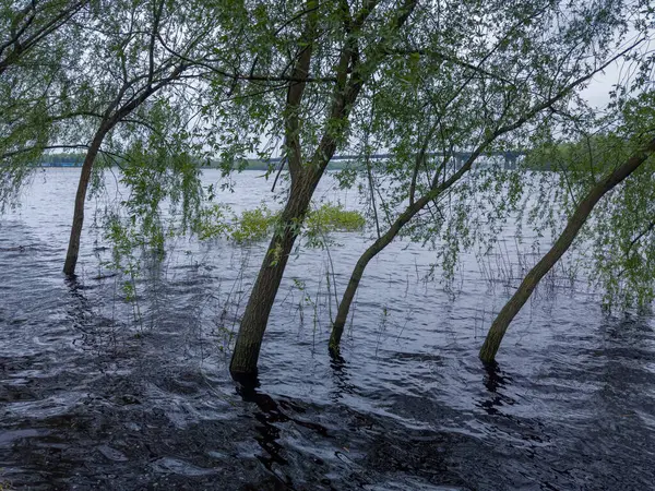 Trees standing in the water on a submerged bank of wide river during the spring flood in overcast day