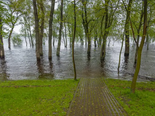 Trees standing in the water on a submerged bank of wide river with paved footpath going under the water on a foreground during the spring flood in overcast day