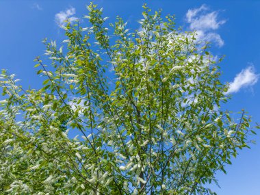 Çiçekli kuş kirazının tepesinde, Prunus virginiana türünün kendine özgü küçük beyaz çiçeklerden oluşan ırkı güneşli bir günde açık gökyüzüne karşı.