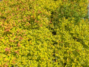 Süslü Spiraea japonica 'nın dalları güneşli bir günde parlak, genç bahar yapraklarıyla doludur.