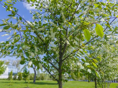 Trees row of blooming bird cherry, species of Prunus virginiana with characteristic racemose inflorescences of small white flowers in park in sunny day clipart