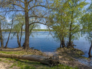 Nehir kıyısında büyüyen yaşlı söğütler ve kavak ağaçların kökleri ilkbaharda güneşli bir günde, kısmen çürümüş bir ağaç gövdesi şeklinde büyürler.