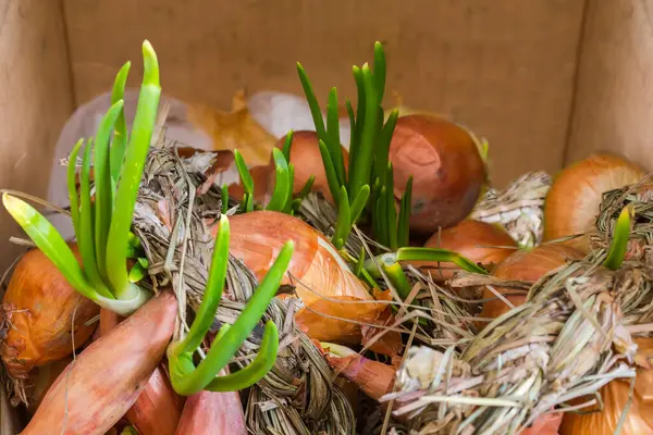 Braided bundle of a last year\'s bulb onion with several sprouted bulbs with green young shoots in a cardboard box, close-up