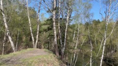 Güneşli bahar sabahında tepecikli küçük orman gölü.