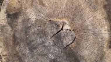 Kabuksuz, eski kalın ağacın kütüğü, üst manzara.