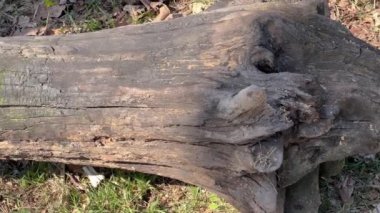 Yerde yatan kısmen çürümüş ve kömürleşmiş bir engel.