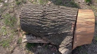 Yerde duran elektrikli testereyle kesilmiş meşe gövdesi parçası.
