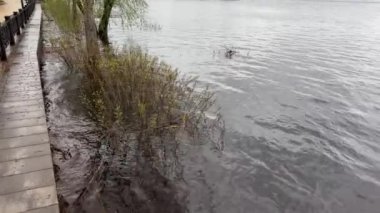 Suyun içindeki ağaçlar ve çalılar selin olduğu sıradaki taş rıhtımında.