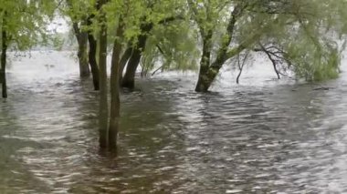 Nehirdeki bahar seli sırasında suda duran ağaçlar