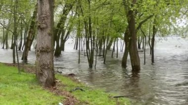 Nehirdeki bahar seli sırasında suda duran ağaçlar