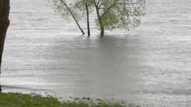 Yağmur sırasında nehirde suyla duran ağaçlar