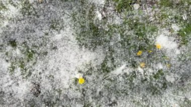 Güneşli bir havada çimlerin üzerinde kavak tüyü, üst manzara