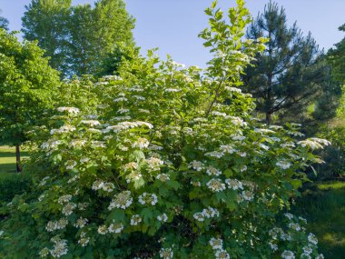 Bush of the blooming viburnum against the different trees in a park in sunny spring day