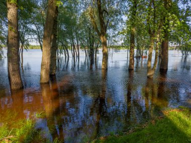 Trees standing in the water on a submerged bank of wide river during the spring flood in park in sunny evening