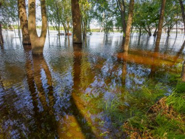 Trees standing in the water on a submerged bank of wide river during the spring flood in park in sunny evening