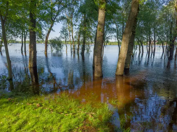 stock image Trees standing in the water on a submerged bank of wide river during the spring flood in park in sunny evening