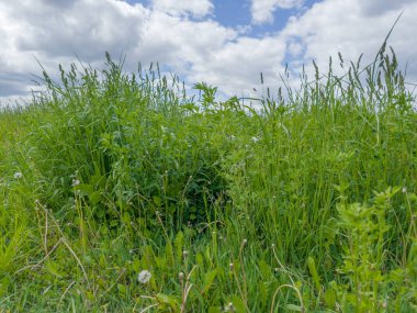 Bahar günü bulutlu gökyüzüne karşı yeşil kulaklı, farklı otların çalıları.