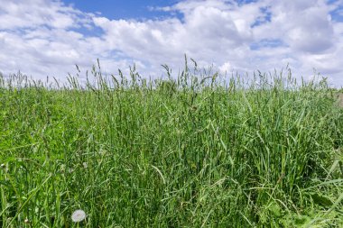 Her tarafı yeşil otlarla kaplı, yeşil kulakları olan bir çayır. Güneşli bahar gününde, bulutlu gökyüzüne karşı.