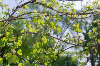 Güneşli bir bahar sabahı, seçici odak noktasında bulanık bir arkaplanda taze yapraklar ve çiçek tomurcukları olan sarmaşık dalları.