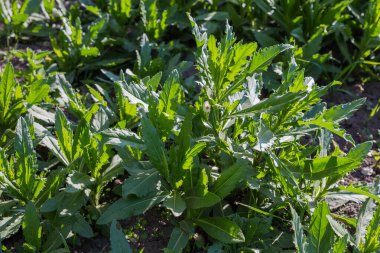 Cirsium Arvense 'in genç bitkileri, aynı zamanda tarla devedikeni olarak da bilinir, güneşli bir akşamda yeşil dikenli yapraklarla yakın planda.
