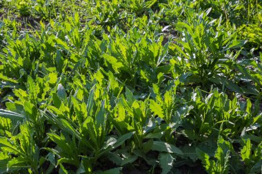 Cirsium Arvense 'in genç bitkilerinin kolonisi, aynı zamanda tarla devedikeni olarak da bilinir, güneşli bir akşamda yeşil dikenli yapraklarla birlikte