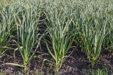 Yeşil yeşil sarımsak tarlasında yetişen yeşil bitkilerin sıraları. Akşam ışığında toprağın arka planında.