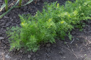 Dereotunun genç bitkilerinin oluşturduğu sıra bir tarlada yetişiyor. Akşam ışığında toprağın arka planında.
