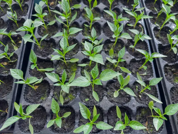 stock image Young seedlings of the bell pepper in cells of special plastic cassette filled with ground indoors, growing for following planted in open ground