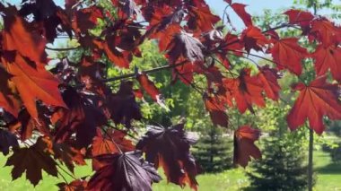 Acer platanoides 'in dekoratif akçaağaç dalları Kraliyet kırmızısı
