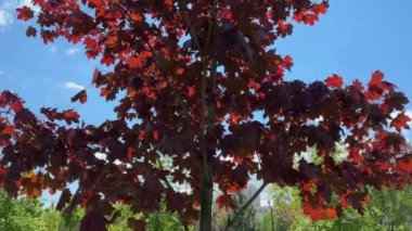 Acer platanoides 'in dekoratif akçaağaç türünün tepesi. Kraliyet kırmızısı.