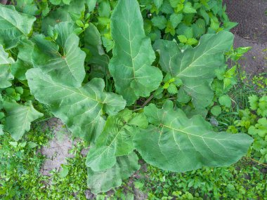 Bahar bulutlu bir günde, farklı otların arasında genç burdock yaprakları, üst manzara.
