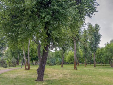 Bahar bulutlu bir günde, eski yaprak döken ağaçların olduğu parkın bir parçası.