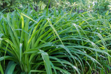 Yüksek yoğunluklu çimenlerin çalıları ve bahar güneşli sabahlarında geniş yapraklar.