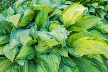 Sarı merkezli ve yeşil kenarlı çeşitli yaprakları olan ekili ev sahibinin Bush 'u, güneşli sabahlarda aşağıdaki çekim noktasından görüş