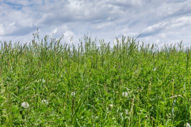 Her tarafı yeşil otlarla kaplı, yeşil kulakları olan bir çayır. Güneşli bahar gününde, bulutlu gökyüzüne karşı.