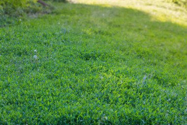 Çayırın bir kısmı çimlerle kaplanmış güneşli bir akşamda taze yeşil bahar yapraklarıyla seçici bir odak noktasında.