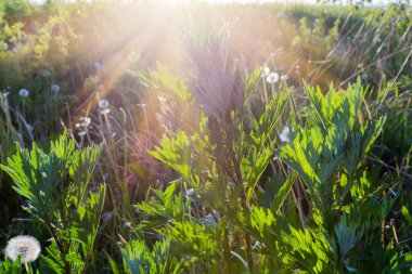 Stems of young mugwort, species Artemisia vulgaris against the other grass in beams of evening sun backlit clipart